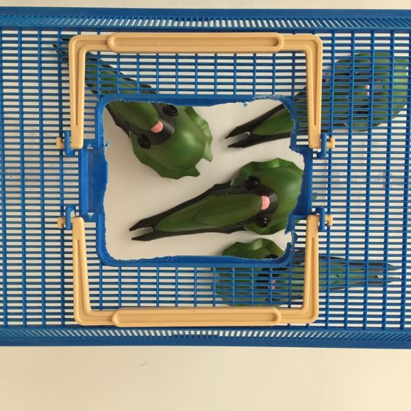 自由研究「クシャトリヤの幼虫」