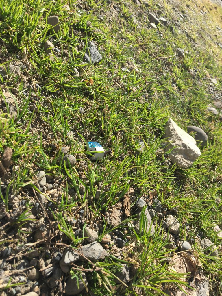 ……わたしの庭に、また新たな野生の『ガンタンク』が生えた。
わたしに警戒したのか、生えた『ガンタンク』の愛しき顔は見えなかった。……