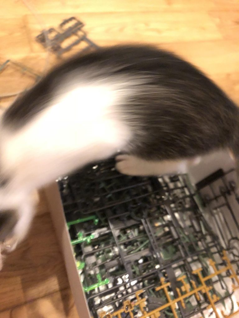 猫の小松菜さん乱入😼