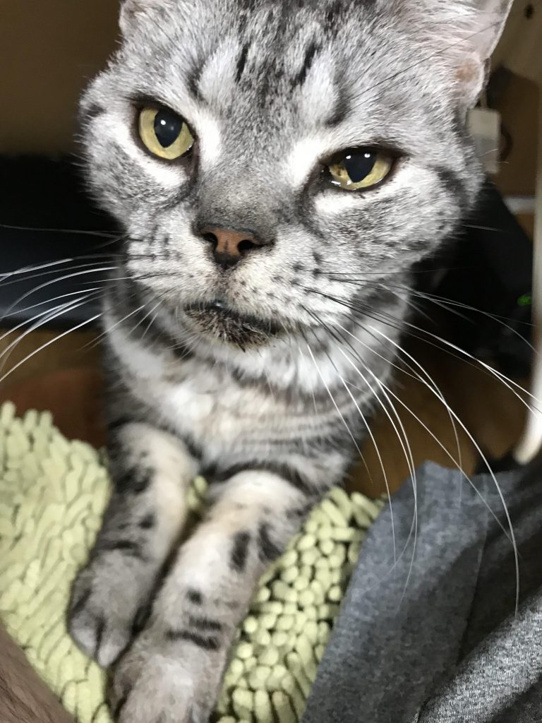 ねこが観てました