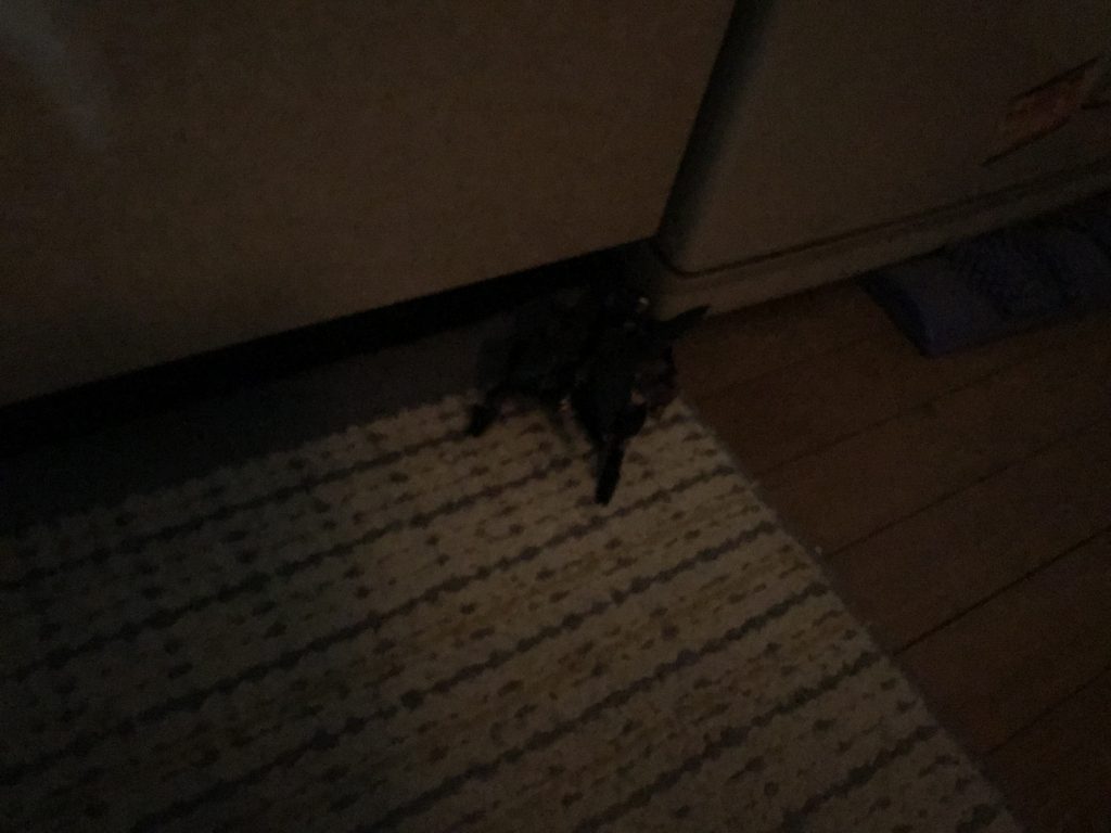 ## 〜“G”との戦い〜
ん⁉️
カーペットが不自然に黒い…
もしや!!