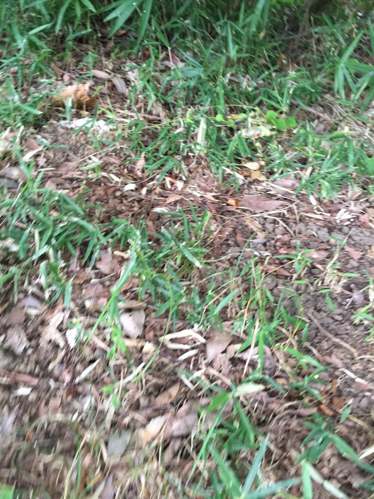 草むらに隠してみました！見つけられるかな？