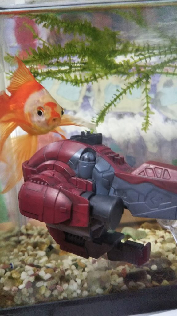 我が家の愛魚と。