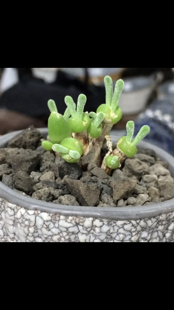 『ハロプラ』 モリラリア・オブコニカ–3枚目/制作者：ハシビル