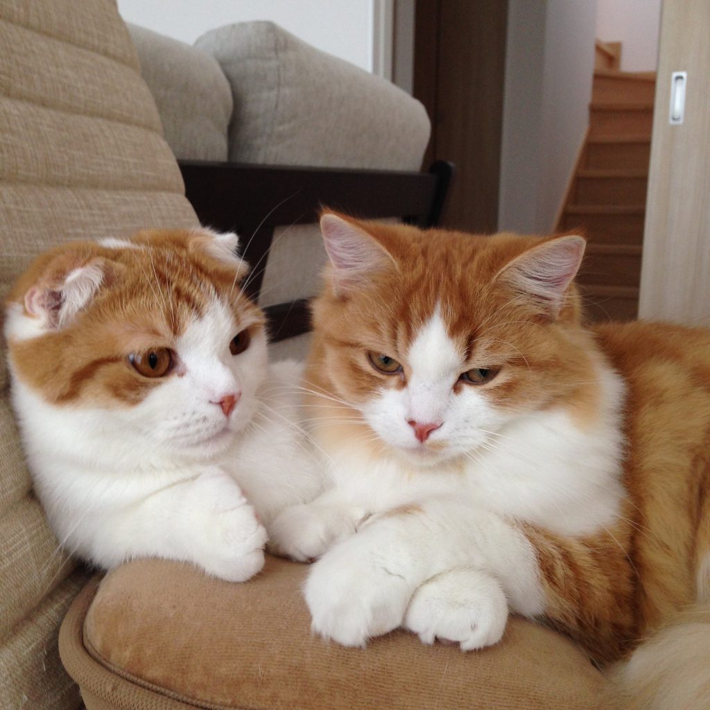 モデルのキャッツです。
最後まで閲覧いただきありがとうございました！