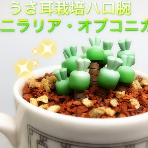 『ハロプラ』 モリラリア・オブコニカ