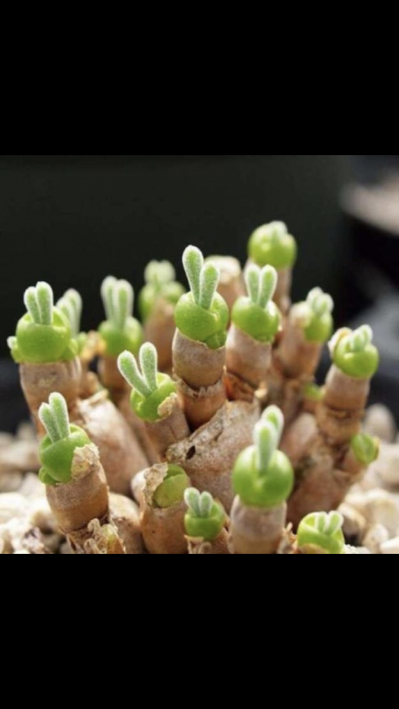 あまり知らない方もいると思うのでもとの植物を載せておきます(・∀・)