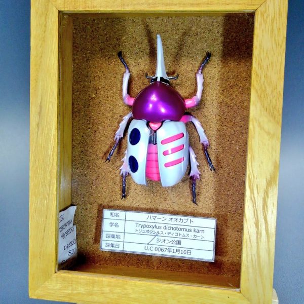 ハマーン オオカブトの標本