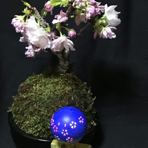 満開の桜とハロ