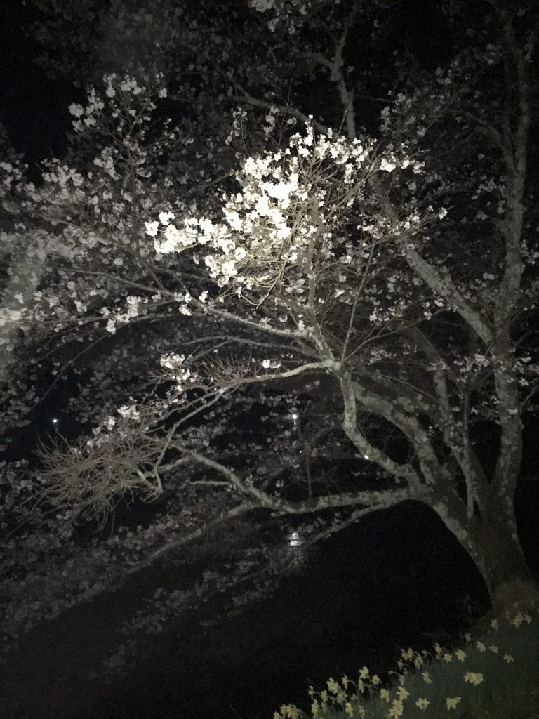 夜桜もこんな感じです!かなり綺麗ですよ!