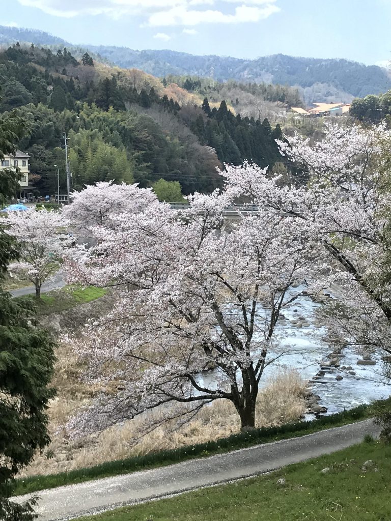 朝はこんな感じです!
しかもこの桜秋にも咲きます🌸🌸