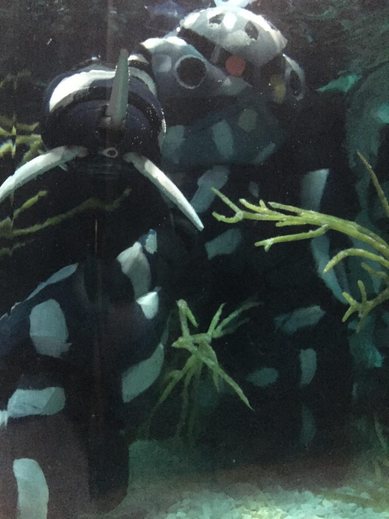 黒背景（くしゃくしゃにした黒いビニール袋）で暗く撮影。照明は真上の一点のみを懐中電灯で照らしています。