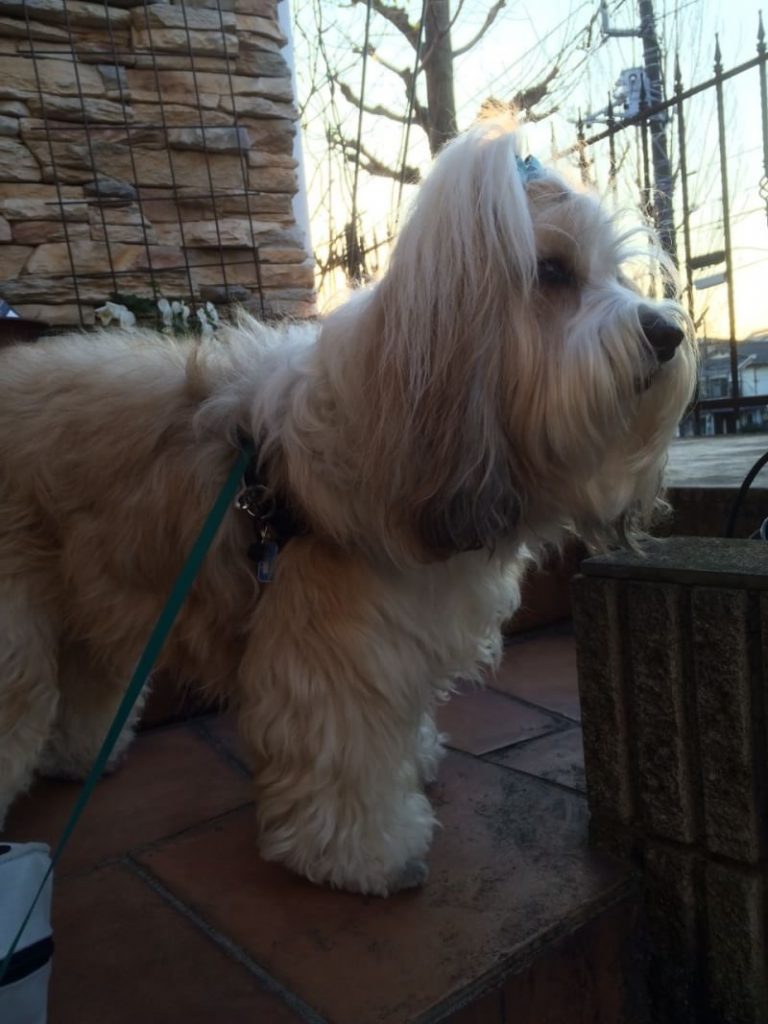 ## モデル
やはり動物なのでなかなか同じような色にできなかったのは悔いが残りますね。
頭に結われた髷はモビルスーツ形態時のトサカとして採用してます。