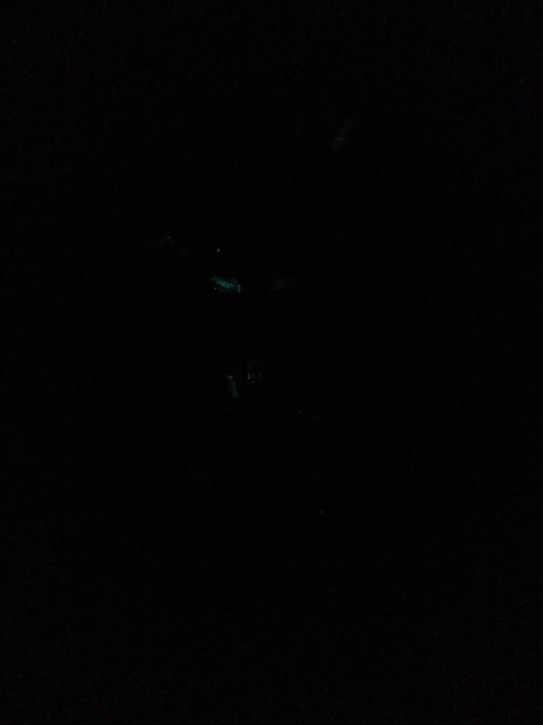 頑張って蓄光させた画像
もっとRGユニコーンを研究して、カメラに収められる蓄光の輝きを目指したいです。