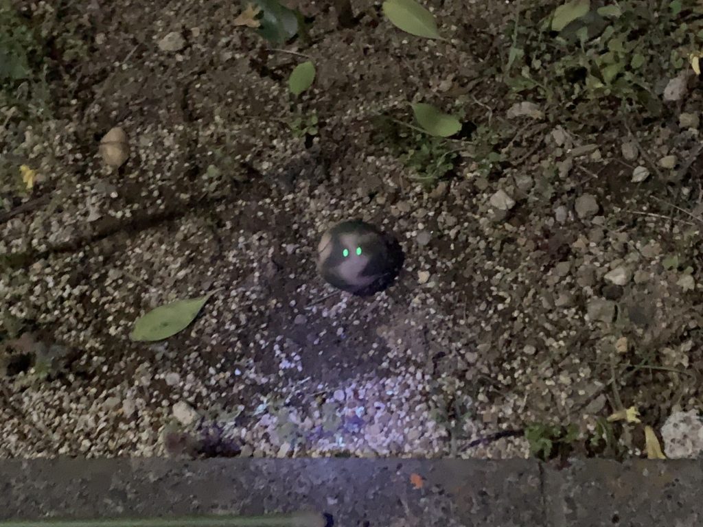 夜は更に見つかりにくく