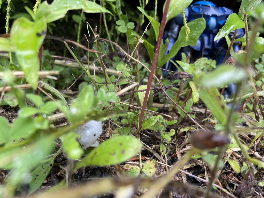 何処かの密林地帯で待機しているズゴッグE