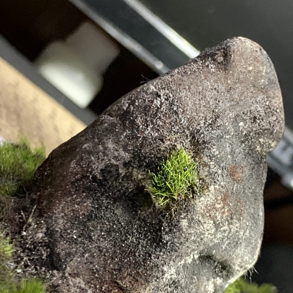 個人的にはこの岩も、がんばりました😂
作ってみたらそれなりになって驚きです🙌🏾