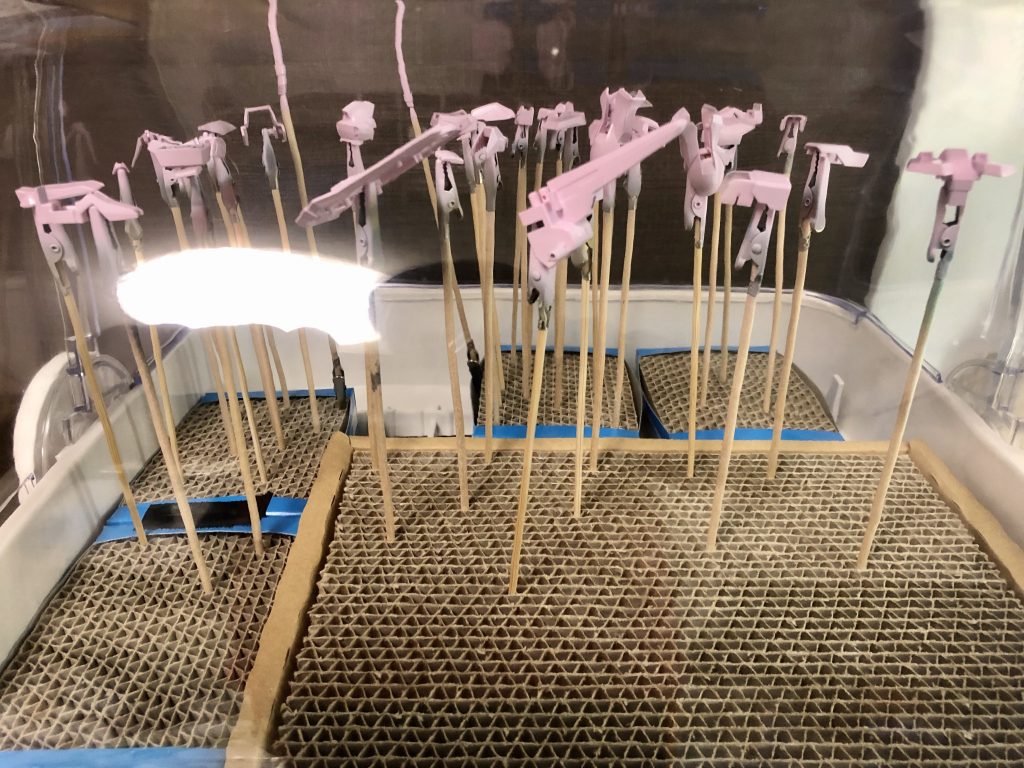 メインの薄ピンク