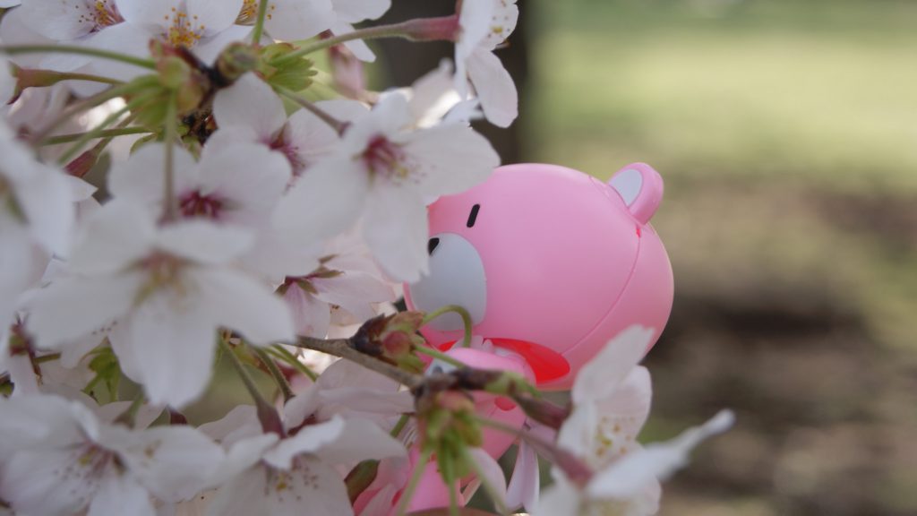 さくらにうもれる