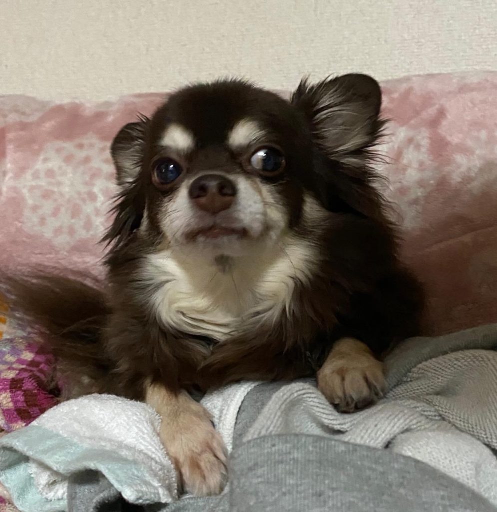 我が家のわんこ専用アッガイ–2枚目/制作者：T@k