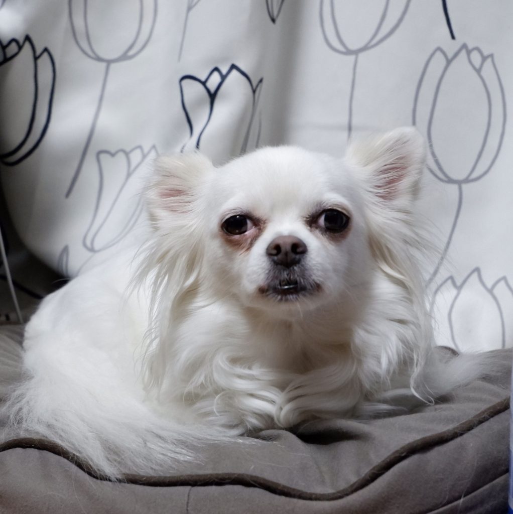 リゲルグ 我が家のわんこ専用機(生誕祝賀)–2枚目/制作者：T@k