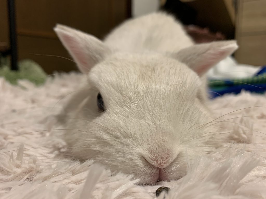 模型部屋応援担当の我が家のうさぎさんです