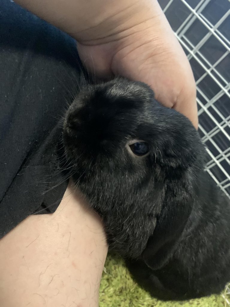 リビング応援担当1のうさぎさんです