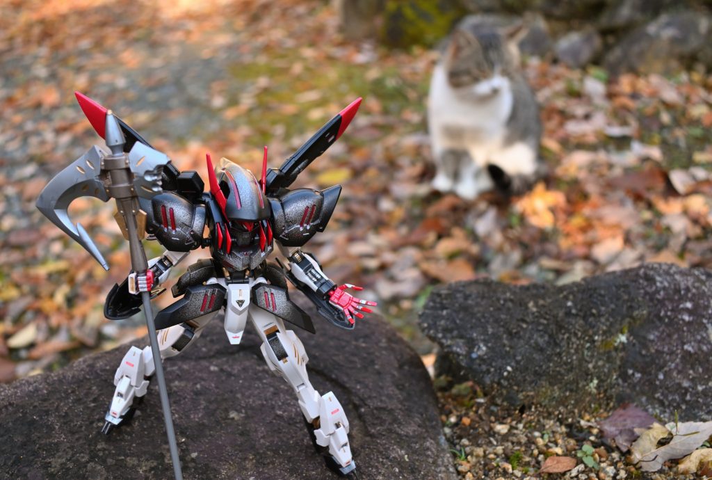 撮影してると猫がいつも寄ってきます。