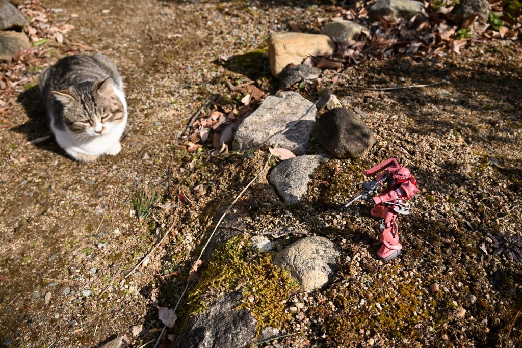 外で写真撮影してると、いつも猫が寄ってきて邪魔します。