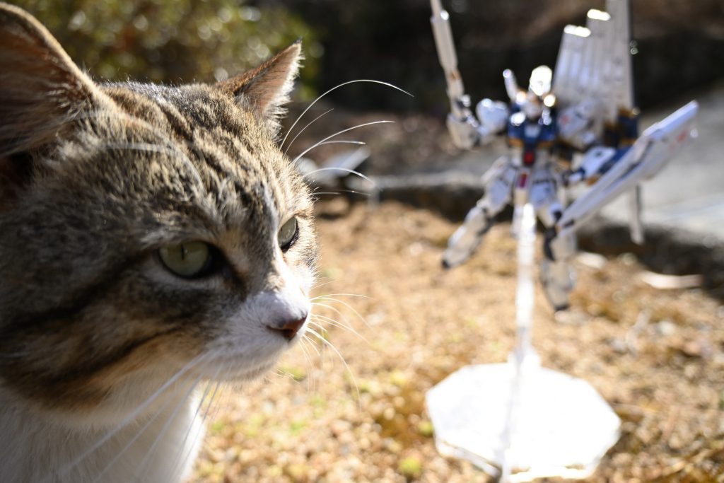 いつもどおりニャーガンダムが撮影の邪魔に来ました。