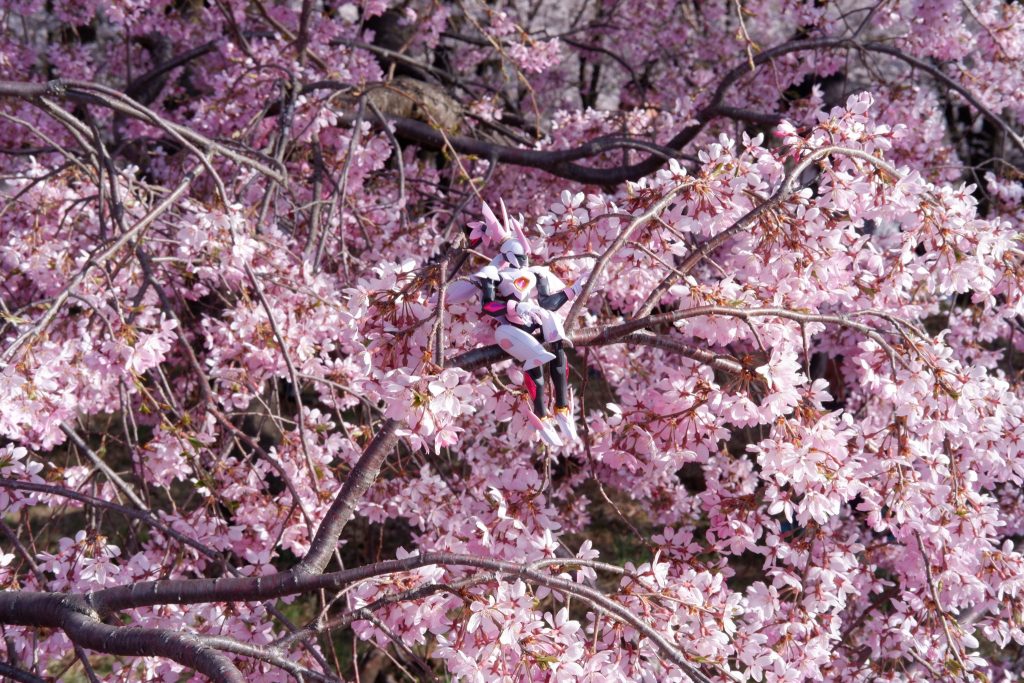 あとは桜との写真をお楽しみください