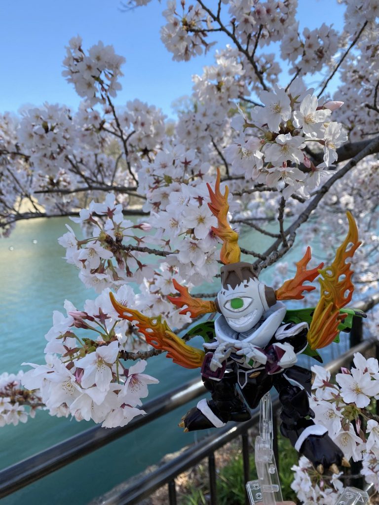 花見撮影にも連れて行きました。