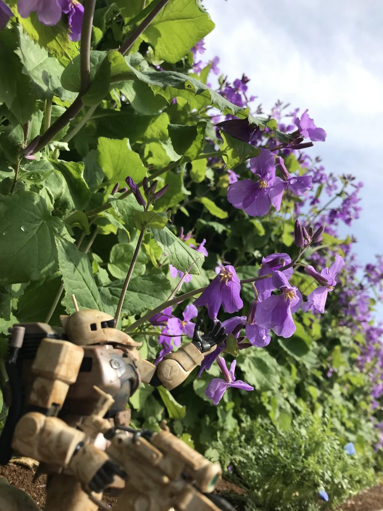 花を見つめるザクI