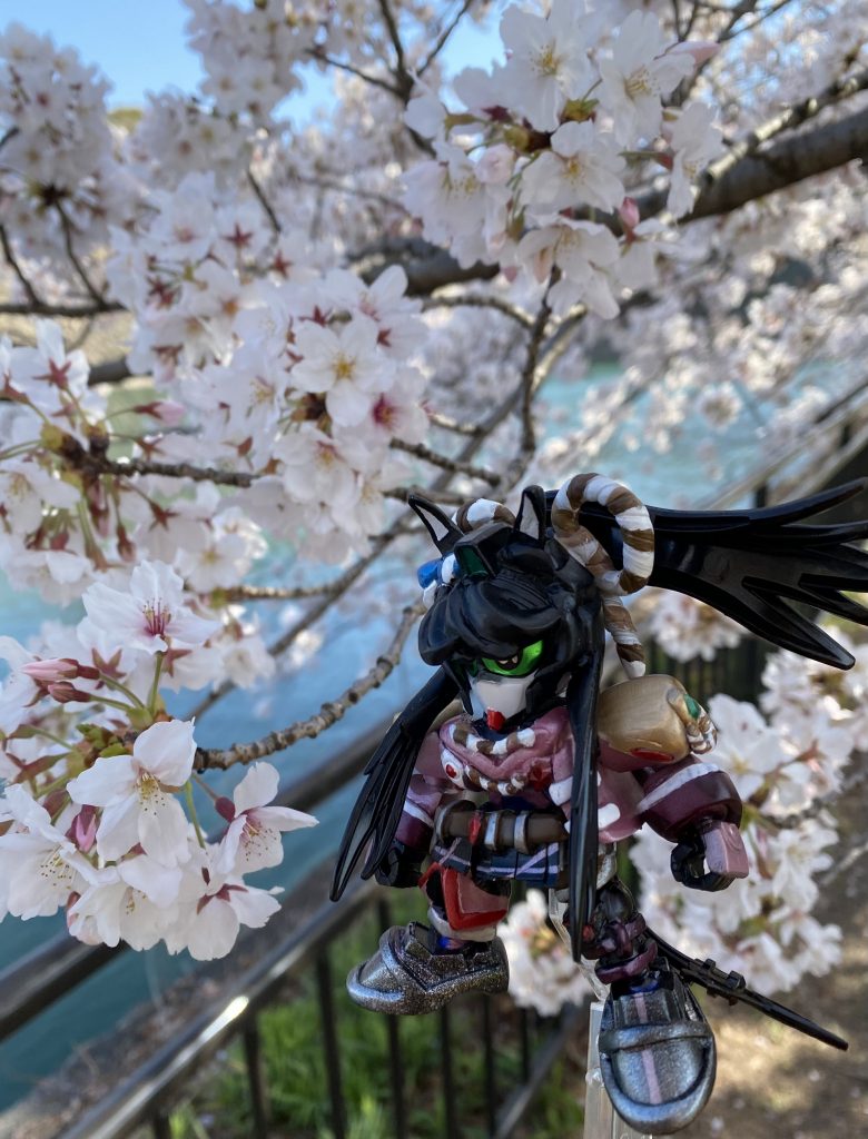 花見撮影にも連れて行きました!!