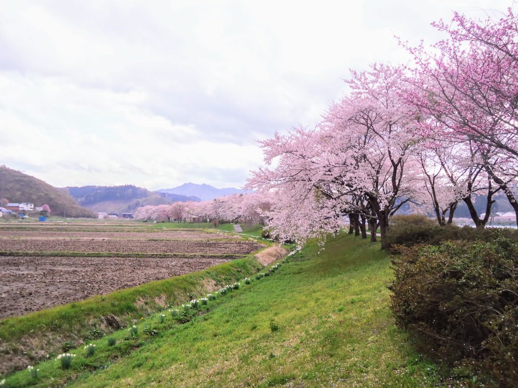 おまけの桜満開画像です。先週アップした場所よりも内陸よりで撮影しました。快晴だったら良かったのですが・・・・(汗)最後まで閲覧頂きましてありがとうございました。