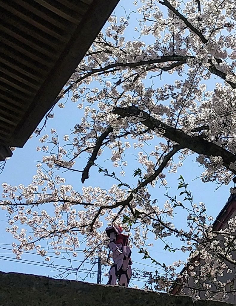 と言うことでやって来たのは母の実家の寺。家から母の実家までは徒歩5分。桜の木が沢山あるので、ちょっとした花見にもなりました。思った通り、バッチリ映えますね。 