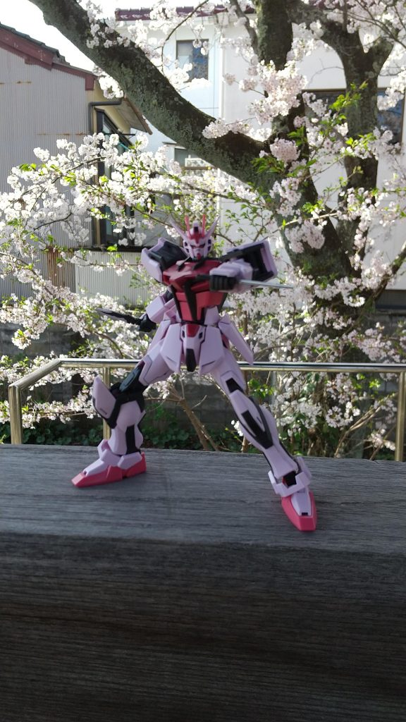 SEEDポーズでパシャリ。少し葉桜になってました。でも上の方はまだ満開。