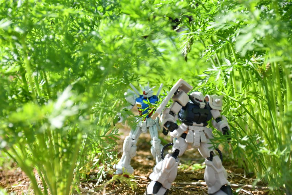 ニンジン畑にて