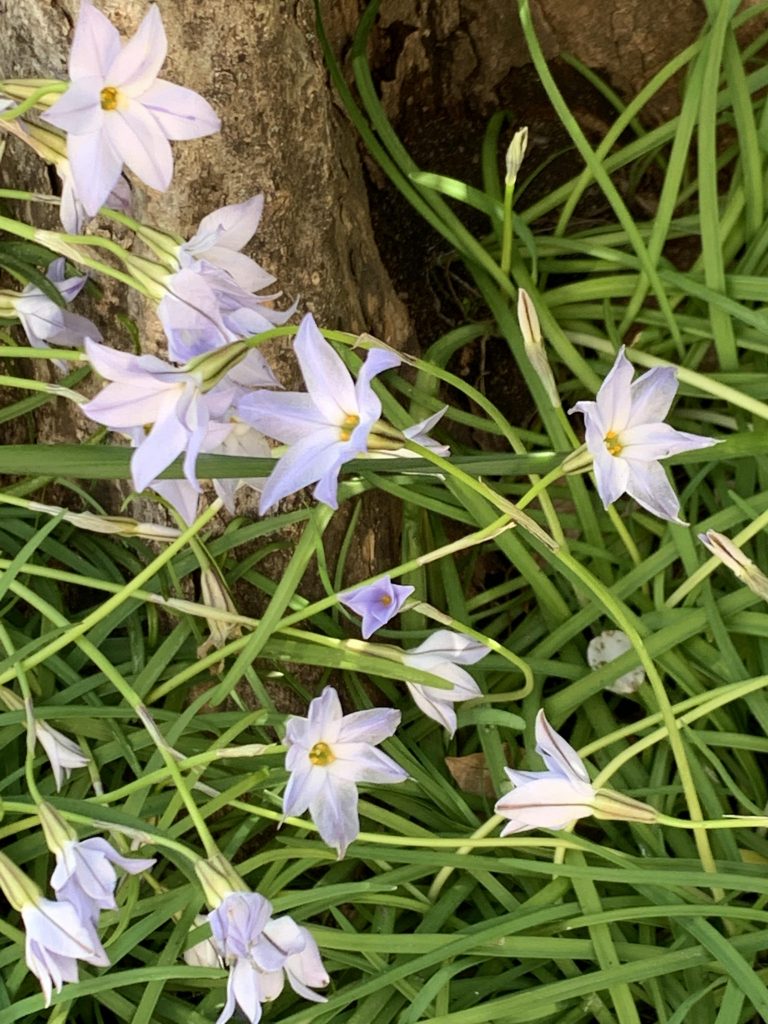 道草今回モチーフにしたハナニラて花。別名イフェイオン。花言葉は悲しい別れ、星に願いを