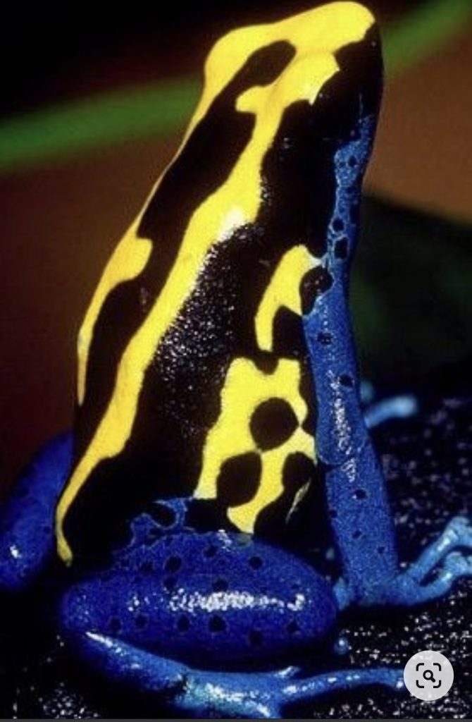 これがベースです