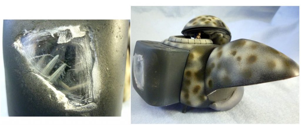 背面のシェルには幼生が...。