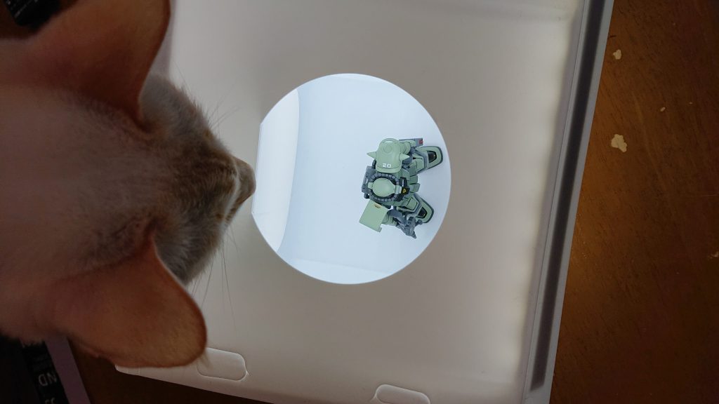 撮影してたら主様がチェックしにきました。