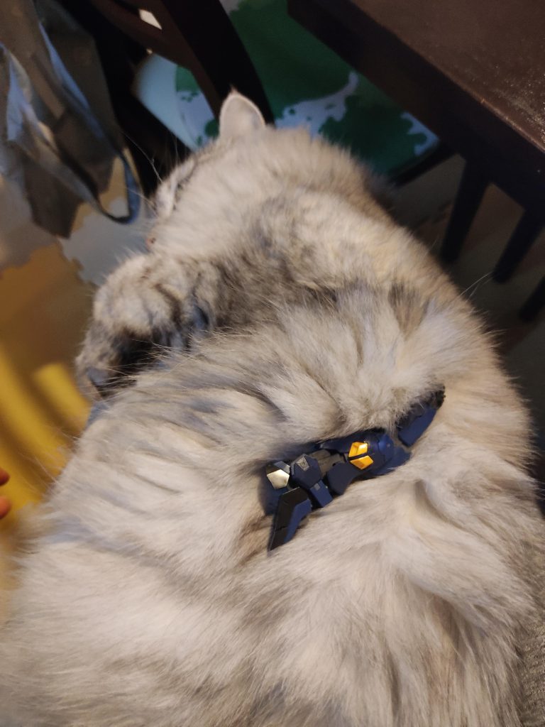 たまに邪魔されます🐱