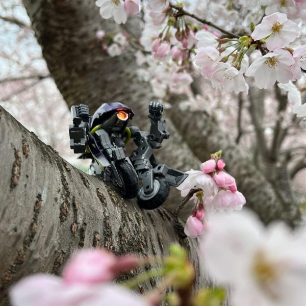 題名「僕と桜と。」ちょっと帰り道で桜が咲いていたのでガンプラ出して外撮影してきました。これからが満開な感じなのですが。あいにく今週は雨予報。ちょっと淋しいかな。まだまだコロナの影響もあるので外で宴会はしませんが、いつか天晴れ青空の下でビールでも飲みたいね。P.Ｓ.ミニチュアの酒瓶買っておけばよかった😅 （1枚目）