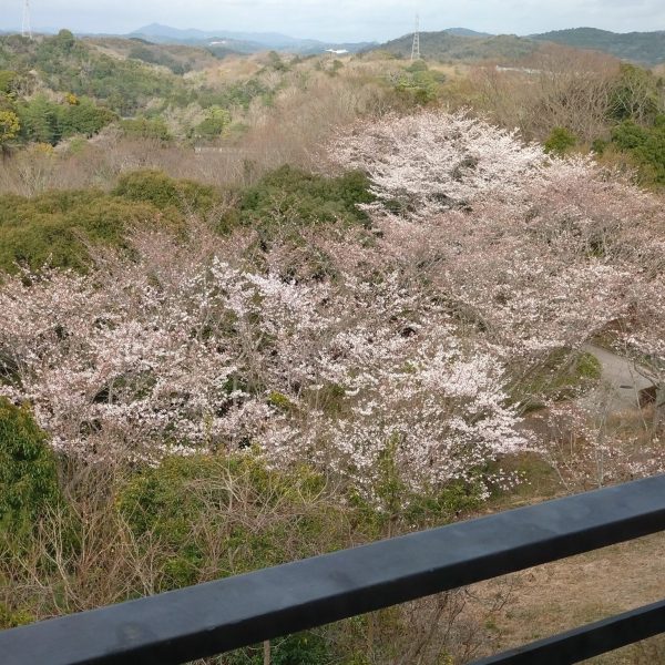 桜の見える部屋での模活