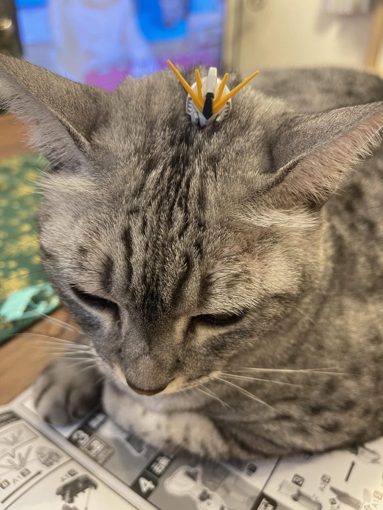 邪魔しに来る猫様