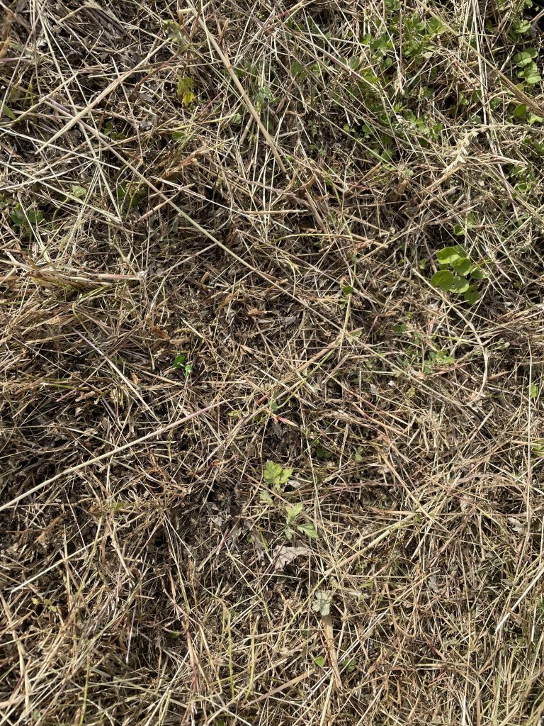 風で何回もアル君が飛んでいってしまい、草むらで探すという無駄な時間を結構使いました(^_^;)どこにいるかわかりますか?wwでは、今回はこのへんで。。。最後までご覧いただき、ありがとうございました🙋♂️