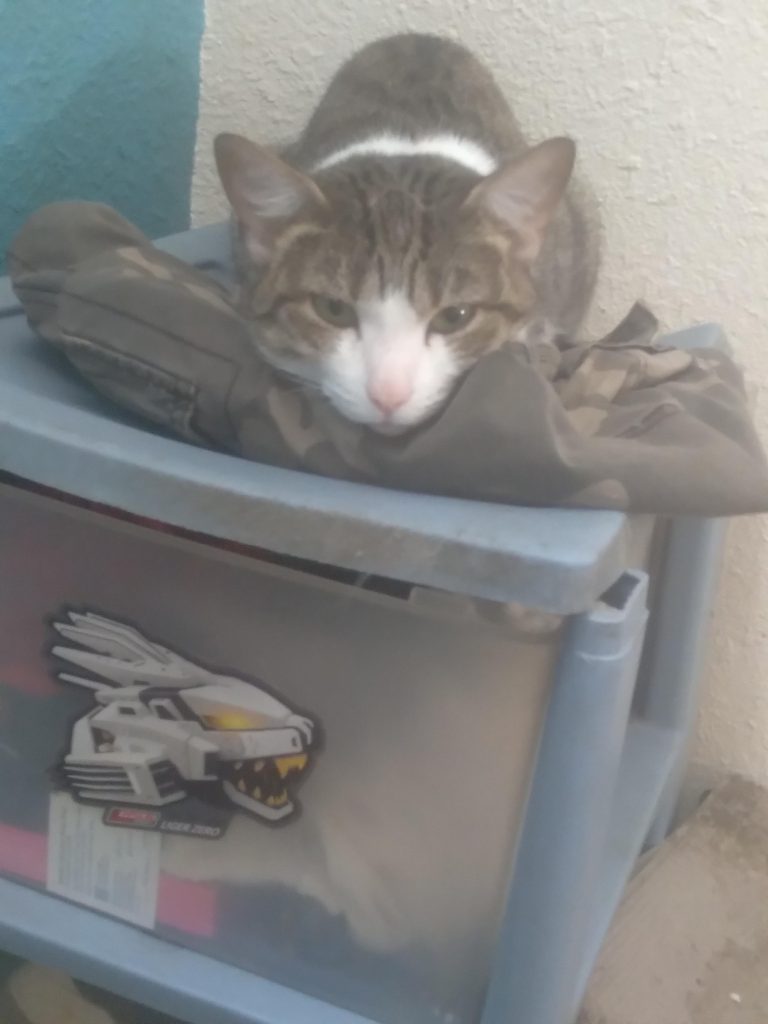 Sammie was enjoying watching me build the kit, haha