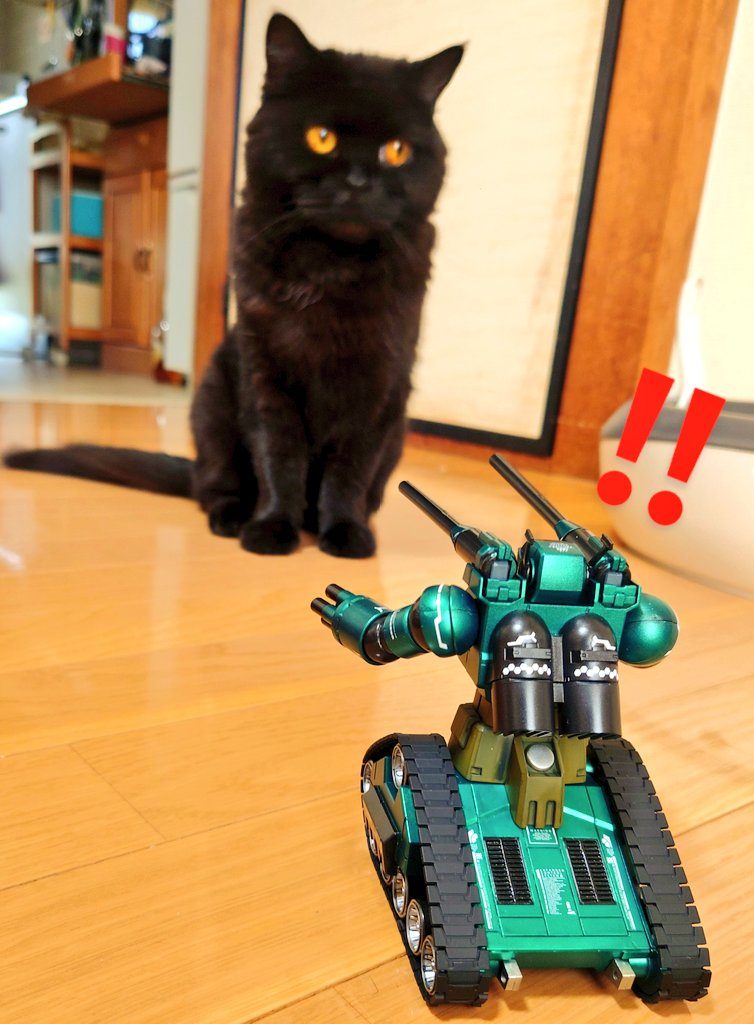 猫との遭遇！(友達にこの子を譲渡したので写真使わせてもらってます！)この方が一番目視したときの色で写真をとってくれた！めっちゃ感謝！