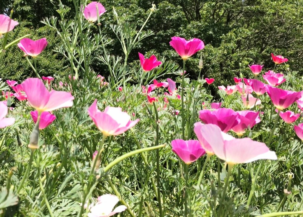 「あれ、ここの植物って…」ネスカは色んな花の写真を撮っているとふと気づいた。ここにある植物は全て医薬品の材料になるものではないだろうか?ネスカは植物の専門家ではないが何処かで見た事あるものばかりで中には取り扱いに注意が必要なものも散見される。カメラの手を一旦止め周囲を見渡すと村の子供だろうか。7〜8歳位の女の子2人が花に水をあげていた。ネスカはその子供達に声をかける。「偉いね、お手伝いかな?」「うん、お姉さんは誰?」「ごめんね、いきなり。私はネスカ。ジャーナリストをしているの」「…ジャーナリスト?」「見た事や感じた事を文章にして書くお仕事よ」子供達はあまりピンときてないようで互いに顔を見合わせる。ネスカは苦笑いをし話を続けた。「2人はこのお花達のお世話をしているの?」「そうだよ。このお花達が怪我した兵隊さんを治してくれるの!」「えっ……そうなんだ」ネスカは一瞬言葉に詰まる。「お花をたくさん育てたら兵隊さんがお菓子や食べ物たくさん私達にくれるんだよ」その屈託のない無邪気な顔にネスカはどんな顔で応えたら良いか戸惑ってしまう。